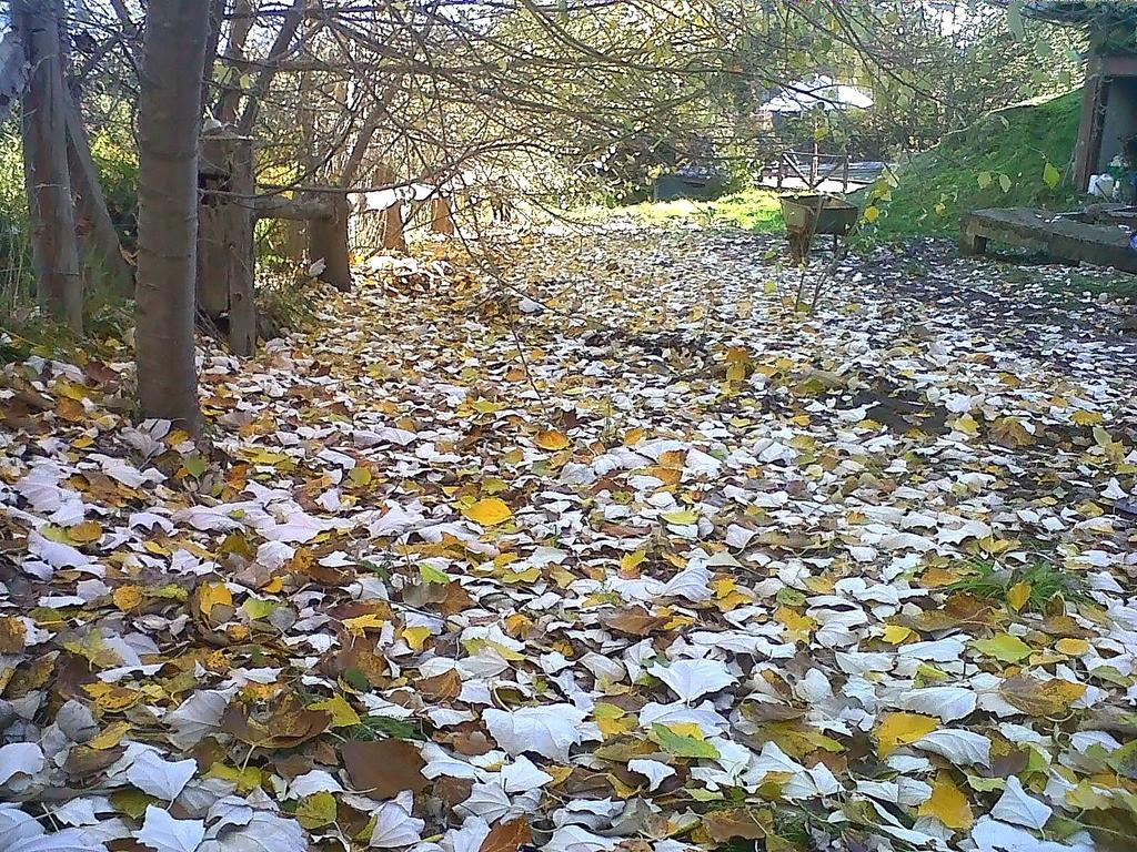 Hosteria Naranjo En Flor Вилья-ла-Ангостура Номер фото